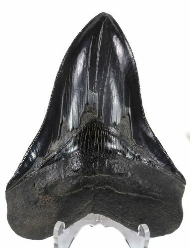 Serrated, Black, Fossil Megalodon Tooth - Georgia #56506
